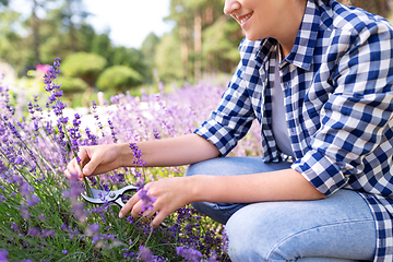 Image showing woman with picking lavender flowers in garden