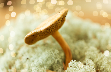 Image showing suillus bovinus mushroom in reindeer lichen moss