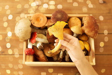 Image showing hand holding chanterelle over box of mushrooms