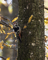 Image showing Wwhite-backed woodpecker (Dendrocopos leucotos) in fall