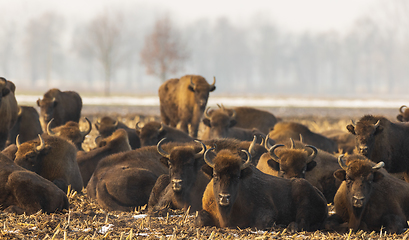 Image showing European bison (Bison bonasus) herd