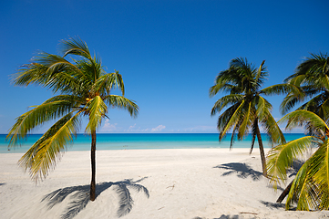 Image showing Palms on exotic beach