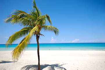 Image showing Palm on exotic beach