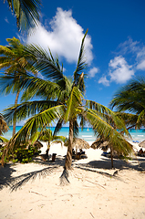 Image showing Palms on exotic beach