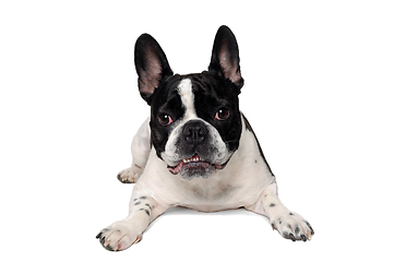 Image showing Angry French bulldog dog 