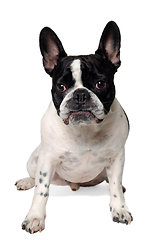 Image showing Angry French bulldog dog 