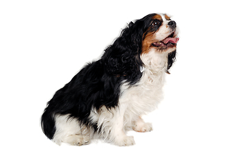 Image showing Happy Cavalier King Charles Spaniel dog