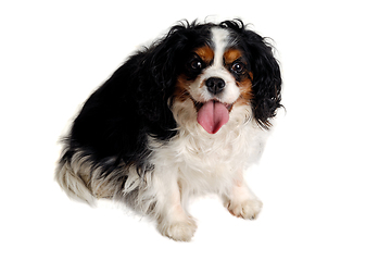 Image showing Happy Cavalier King Charles Spaniel dog