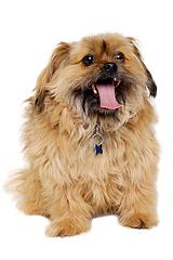 Image showing Happy Shih Tzu dog 