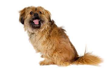 Image showing Happy Shih Tzu dog