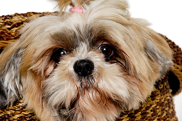 Image showing Sad shih tzu dog in a basket on a clean white background.