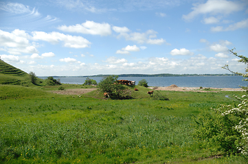 Image showing Cows and green landscape