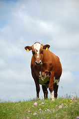 Image showing Cow standing on green grass