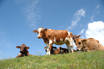 Image showing Cows resting on green grass