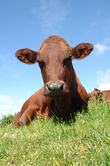 Image showing Face of sad cow resting on green grass