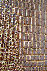 Image showing Crocodile texture