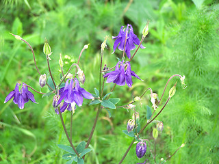 Image showing Bluebells