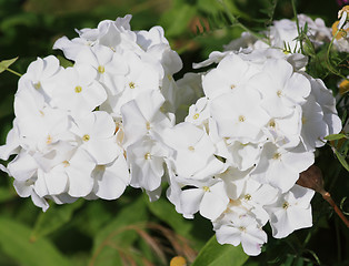 Image showing White snowball flowers