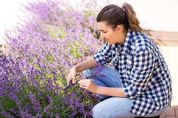 Image showing woman with picking lavender flowers in garden