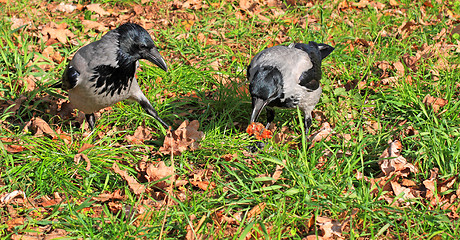 Image showing Two crows