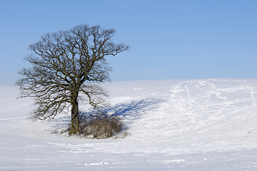 Image showing Tree on hill at winter