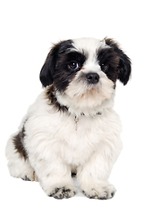 Image showing Sad Shih Tzu dog