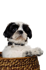 Image showing Happy Shih Tzu dog playing in a basket