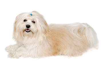 Image showing Happe Coton De Tulear dog resting on a clean white background