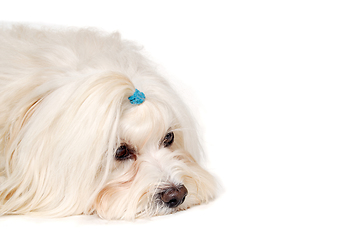 Image showing Sad Coton De Tulear dog resting on a clean white background