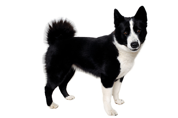 Image showing Happy karelian bear dog sitting on a clean white background