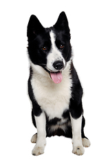 Image showing Happy karelian bear dog sitting on a clean white background