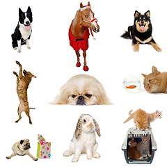 Image showing Collection with different pets