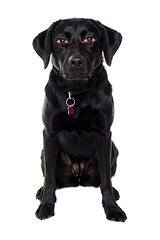 Image showing therianthrope labrador retriever dog with human eyes
