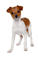 Image showing Happy Jack Russell-terrier dog