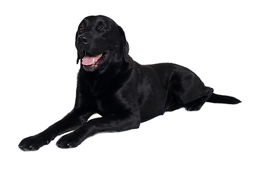 Image showing Happy balck labrador retriever dog 