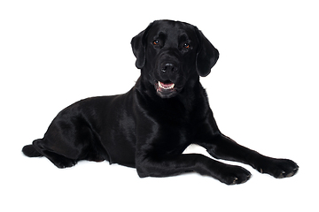 Image showing Happy balck labrador retriever dog 