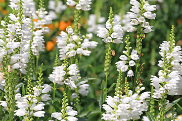 Image showing White lupinus flowers