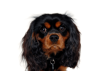 Image showing Cavalier King Charles Spaniel face isolatet 