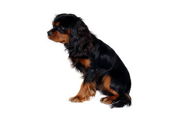 Image showing Sad Cavalier King Charles Spaniel dog