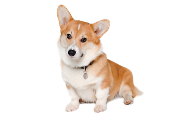 Image showing Welsh Corgi Pembroke dog sitting