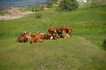 Image showing Cows resting on green grass