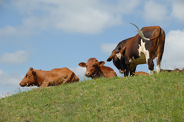 Image showing Cows resting on green grass