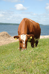 Image showing Cow eating green grass