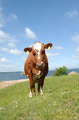 Image showing Cow standing on green grass