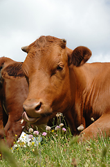 Image showing Face of a cow