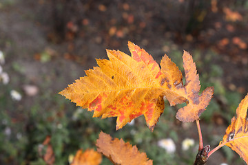 Image showing Rowan leaf