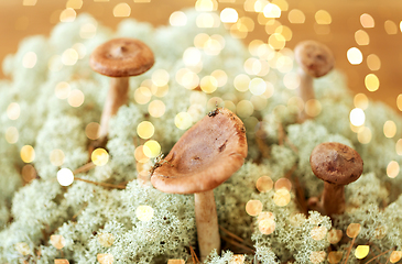 Image showing lactarius rufus mushrooms in reindeer lichen moss