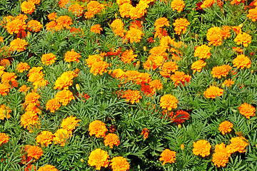 Image showing Tagetes