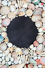 Image showing Natural Background Border with Large Seashell Collection