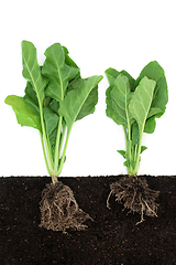 Image showing Spinach Plants Growing in Soil with Root Ball